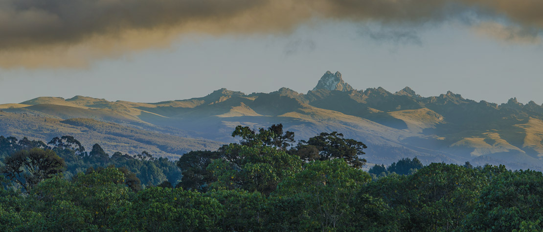 Forêts d'Afrique Centrale